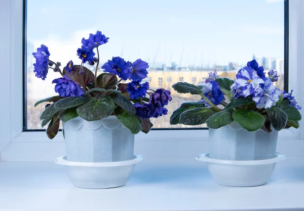 Цветущие Фиалки Подоконнике Горшок Комнатный Белыми Синими Цветками — стоковое фото