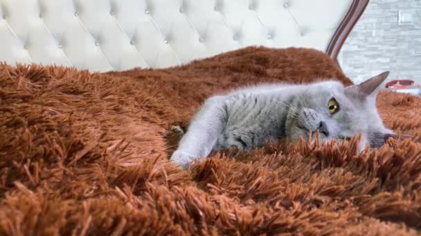 Grijze Britse Kat Met Gele Ogen Liggend Ouderwets Bed Met — Stockvideo