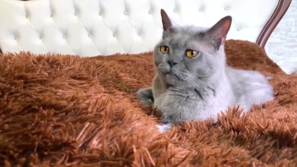 Szary Brytyjski Kot Żółtymi Oczami Leżący Staromodnym Łóżku Brązowym Futrem — Wideo stockowe