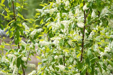 Çiçekli kuş kiraz ağacı, doğa yeşili arka plan