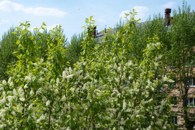 Çiçekli kuş kiraz ağacı ve mavi gökyüzü, doğa yeşili arka plan