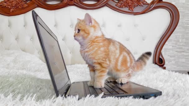 Kleines Rotes Ingwer Gestreiftes Kätzchen Spielt Hause Mit Laptop Auf — Stockvideo