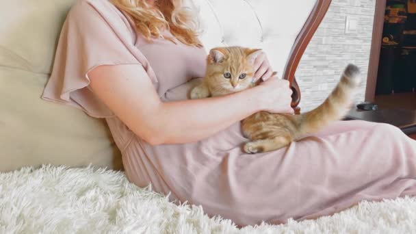 Mulher Grávida Acariciando Pequeno Gatinho Listrado Gengibre Vermelho Cama Vista — Vídeo de Stock