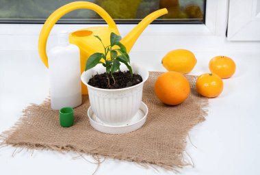 Odada turunçgiller dikiliyor. Portakal, limon, mandalina, pencere pervazında yetişen mandalina. 