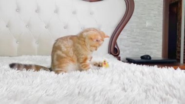 4k küçük kızıl çizgili kedi yavrusu beyaz yatakta oyuncak fareyle oynuyor. Sevimli evcil hayvanlar konsepti. İngiliz çinçilya kedisi.