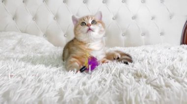 4k küçük kızıl çizgili kedi yavrusu beyaz yatağa uzanıyor ve yukarı bakıyor. İngiliz çinçilya kedisi. Sevimli hayvanlar konsepti.