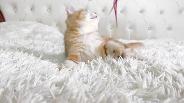 Mały Czerwony Złoty Pasek Kotek Leżący Bawiący Się Piórkiem Zabawki — Wideo stockowe