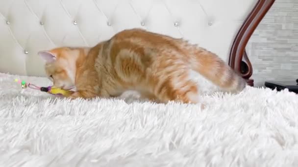 줄무늬 고양이가 침대에서 뒹굴고 있습니다 귀여운 — 비디오