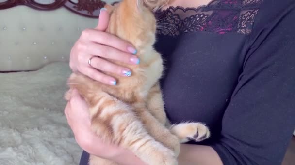 Woman Stroking Little Red Ginger Striped Kitten Bedroom Cropped View — Stock Video