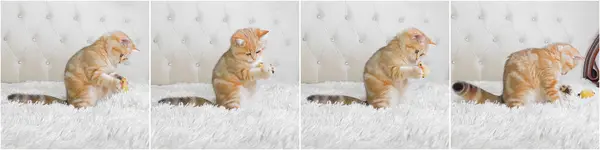 Kleines Rotes Ingwer Gestreiftes Kätzchen Spielt Mit Spielzeugmaus Auf Weißem — Stockfoto