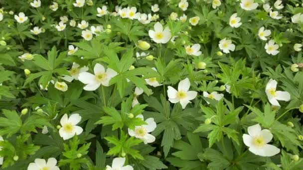 Snowdrops White Flowers Called Anemone Ranunculaceae Latar Belakang Tekstur Bunga — Stok Video