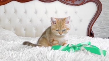 Küçük kırmızı çizgili kedi yavrusu beyaz yatakta oturmuş yeşil kurdeleyle oynuyor. İngiliz çinçilya kedisi. Sevimli hayvanlar. 