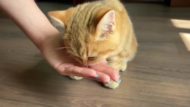 Kleines Rotes Ingwer Gestreiftes Kätzchen Das Aus Weiblicher Hand Frisst — Stockvideo