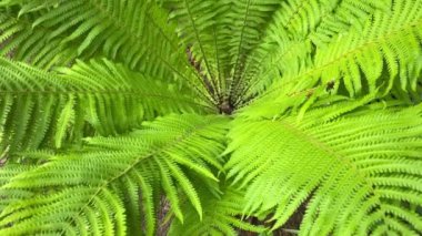 4k Green eğreltiotu doku arkaplanı bırakır. Tropik bitki. Yavaş çekim