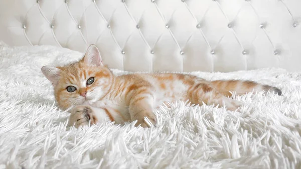 Little Red Ginger Striped Kitten Lying White Bed British Chinchilla — Stock Photo, Image