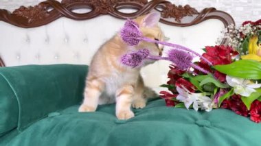 4k küçük kızıl çizgili kedi yavrusu ve beyaz yatakta kırmızı çiçekler. İngiliz çinçilya kedisi. Sevimli hayvanlar. 