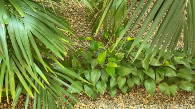 Alışveriş merkezinin içindeki botanik bahçesi, palmiye ağaçlarını kapatın.. 