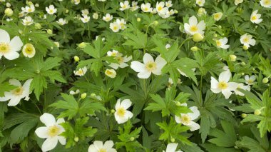 Anemone Ranunculaceae adında beyaz çiçekler. Çiçek dokusu arkaplanı