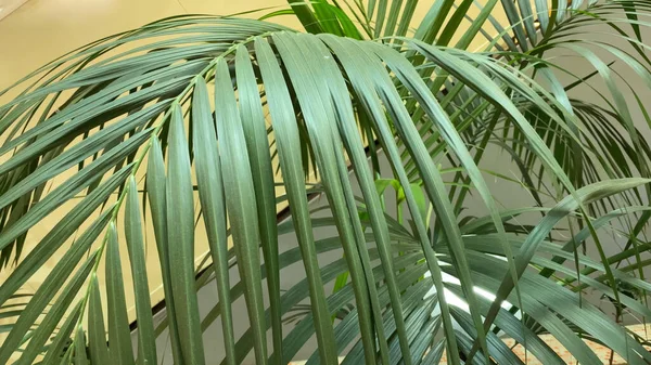 Botanisk Tropisk Trädgård Inne Köpcentrum Närbild Palm Liaves — Stockfoto