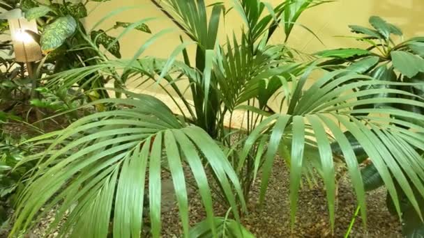 Botanisk Tropisk Trädgård Inne Köpcentrum Närbild Palm Liaves Långsamma Rörelser — Stockvideo