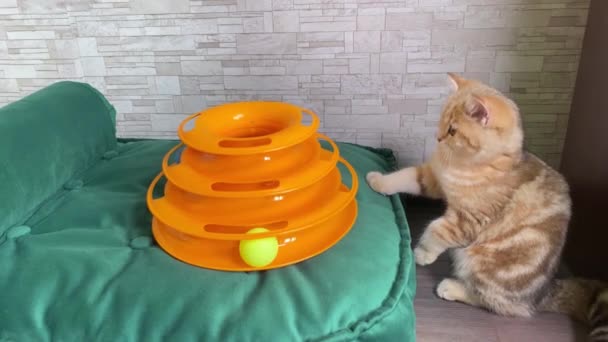 Brinquedo Gato Gatinho Listrado Gengibre Vermelho Pequeno Brincando Com Brinquedo — Vídeo de Stock