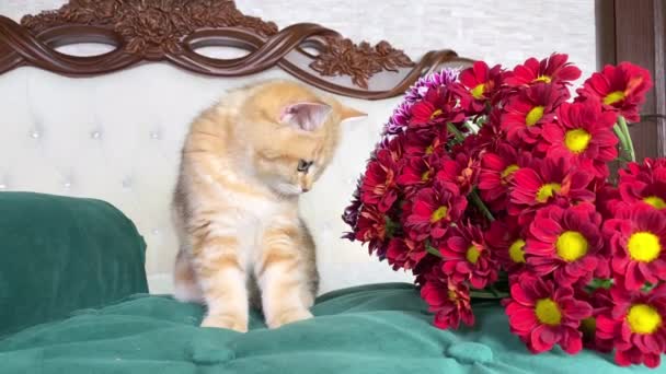Malá Červená Zrzavá Pruhovaná Koťátka Čichající Červené Květy Zelené Kočičí — Stock video