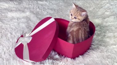 4k küçük kızıl çizgili kedi yavrusu kalp şeklinde bir hediye kutusunda oturuyor. İngiliz çinçilya kedisi. Sevimli hayvanlar. 