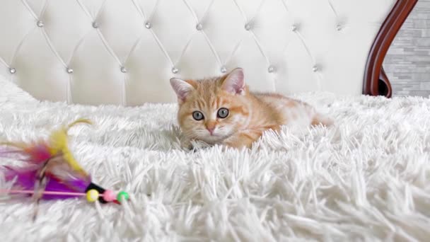 Kleines Rotes Ingwer Gestreiftes Kätzchen Liegt Auf Weißem Bett Und — Stockvideo