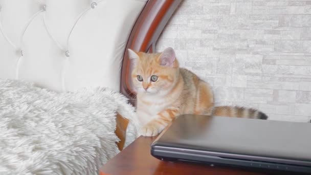 Küçük Kırmızı Çizgili Kedi Yavrusu Laptopun Yanında Oturuyor Zıplıyor Sevimli — Stok video