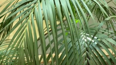 Alışveriş merkezinin içinde 4k botanik bahçesi, palmiye ağaçlarını kapatın. Yavaş çekim