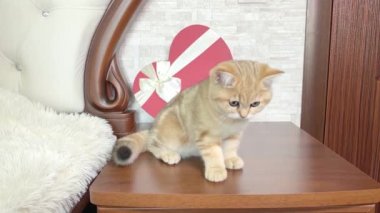 4k küçük kızıl çizgili kedi yavrusu komodinin yanındaki kırmızı kalp şeklindeki kutunun yanında oturuyor. Sevimli kedi.