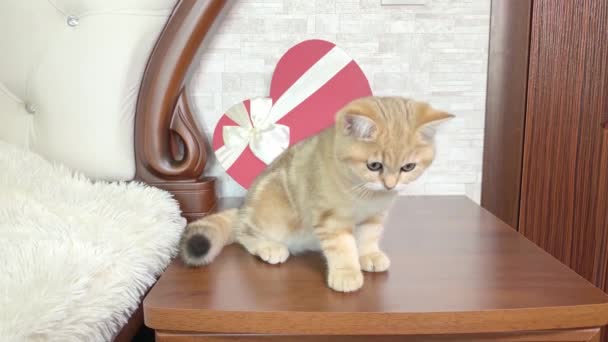 Petit Chaton Rayé Gingembre Rouge Assis Près Boîte Forme Coeur — Video