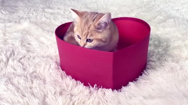 Kleine Rode Gember Gestreepte Kitten Zittend Rode Hartvormige Geschenkdoos Britse — Stockvideo