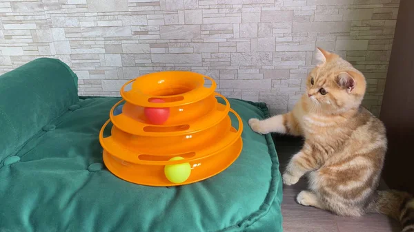 Katzenspielzeug Kleines Rotes Ingwer Gestreiftes Kätzchen Spielt Mit Katzenspielzeug Auf — Stockfoto