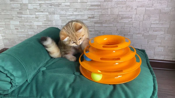 Kedi Oyuncağı Küçük Kızıl Çizgili Kedi Yavrusu Yeşil Kedi Yatağında — Stok fotoğraf