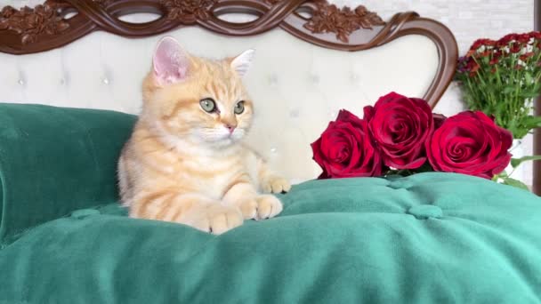 4K小红姜条纹猫和红花在卧室的绿色猫床上 英国的金丝雀猫可爱的宠物 — 图库视频影像