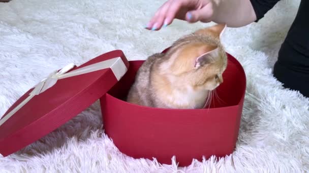 手ストローク小さな赤い生姜ストライプ子猫で座って赤ハート形の箱 — ストック動画