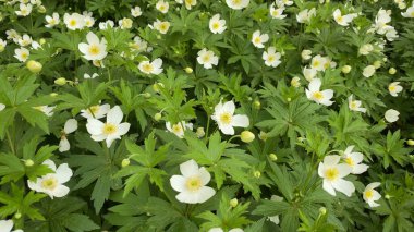 Anemone Ranunculaceae adında beyaz çiçekler. Çiçek dokusu arkaplanı