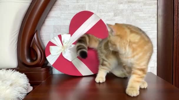 Kleines Rotes Ingwer Gestreiftes Kätzchen Spielt Roter Herzschachtel — Stockvideo