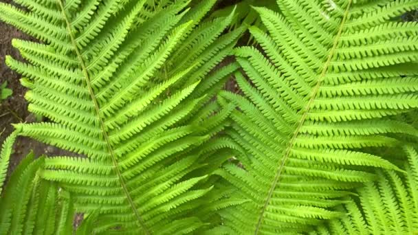 Zelená Kapradí Listy Textury Pozadí Tropická Rostlina Detailní Záběr Zpomalený — Stock video