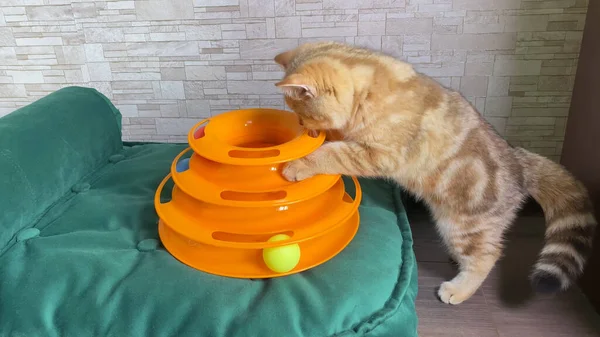 Brinquedo Gato Gatinho Listrado Gengibre Vermelho Pequeno Brincando Com Brinquedo — Fotografia de Stock