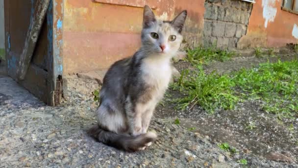 Infeliz Magrinho Gato Vadio Sentado Fora Perto Pobre Casa Bagunçada — Vídeo de Stock