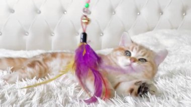 Kızıl çizgili kedi yavrusu beyaz yatakta uzanıyor ve oynuyor. Altın çinçilya kedisi. 