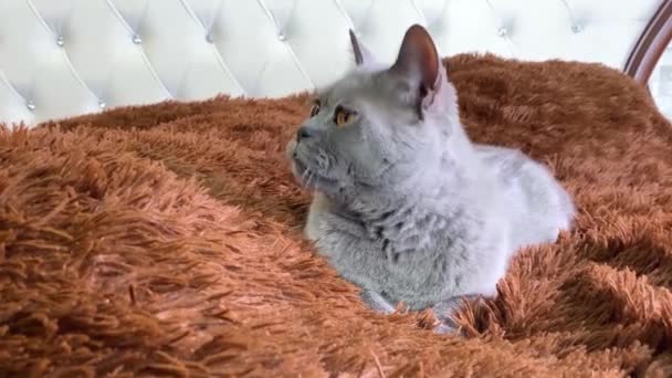 Grå Brittisk Katt Med Gula Ögon Liggande Sängen Med Brun — Stockvideo