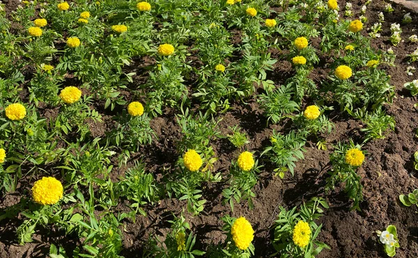 Marigold Yellow Flowers Garden Bed Park Plant Called Tagetes — Stock Photo, Image