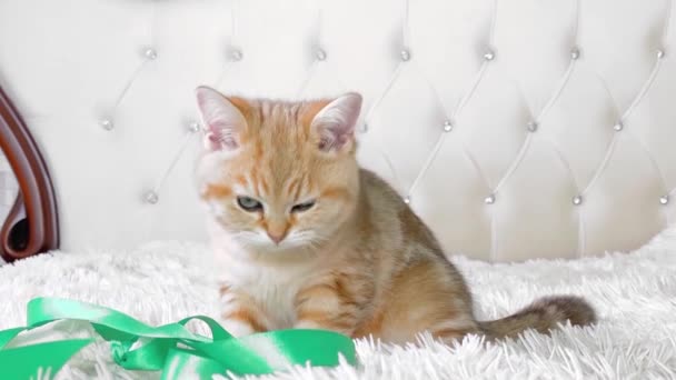 小红姜条纹小猫坐着 用绿色的带子在白色的床上玩耍 英国金丝雀猫 — 图库视频影像