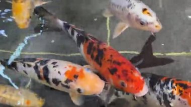 Süslü sazan balığı ya da havuzda yüzen Koi balığı. Japon sazan balığı yüzüyor