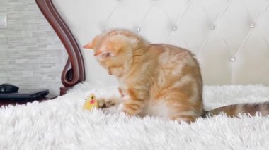 Kızıl çizgili kedi yavrusu beyaz yatakta oyuncak fareyle oynuyor. Sevimli evcil hayvanlar konsepti. İngiliz çinçilya kedisi.