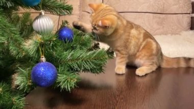 Kırmızı küçük kedi yavrusu Noel ağacında mavi toplarla oynuyor.