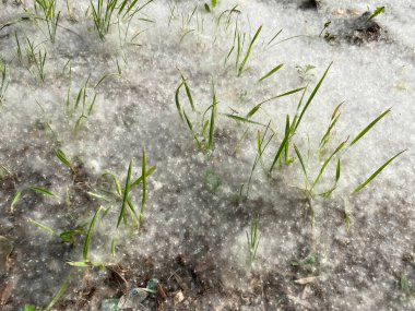 Yeşil çimlerde beyaz kavak tüyü. Güçlü alerji, sağlık tehlikesi kavramı. 